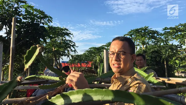 Anies Baswedan Panen Padi di Sawah