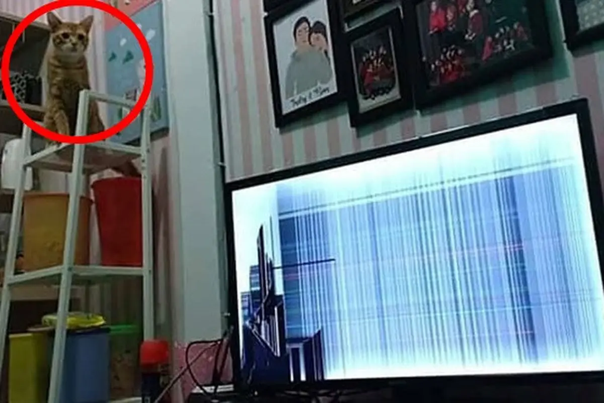 Potret 5 Kucing Oranye Rusak Barang Ini Bikin Geregetan