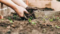 7 Kesalahan Pemupukan yang Membuat Tanaman Rajin Berbuah tapi Gagal Manis