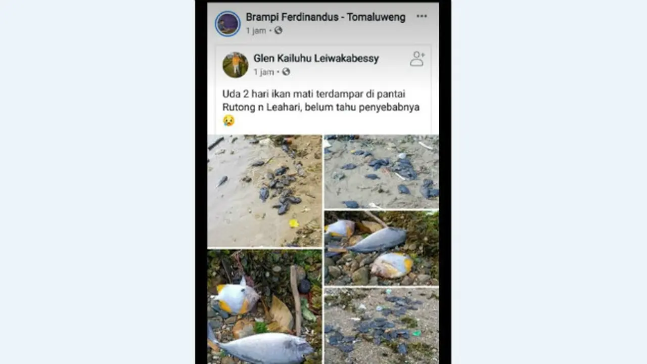 Ikan-Ikan Mati di Pesisir Ambon
