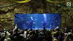 Pengunjung menyaksikan penyelam saat bermain bola di dalam aquarium Sea World, Jakarta, Sabtu (16/6). Atraksi tersebut digelar dalam rangka menyemarakkan ajang Piala Dunia 2018 yang berlangsung di Rusia. (Liputan6.com/Immanuel Antonius)