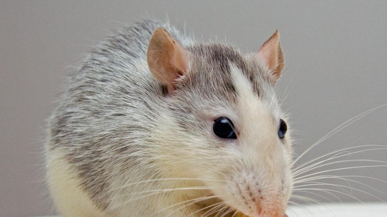 Tikus di Dapur? Ini Risiko Kontaminasi Makanan yang Mengintai