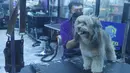 Sejumlah layanan perawatan hewan menjadi peluang bisnis yang dapat menambah pemasukan pet shop. Selain menjual makanan dan perlengkapan, layanan seperti memandikan hewan, mencukur bulu, grooming, penitipan hingga pemeriksaan kesehatan dapat menjadi pilihan bagi pemilik hewan peliharaan. Kenyamanan tempat, kebersihan serta tenaga profesional juga menjadi faktor penting dalam memberikan layanan sekaligus menjaga kepercayaan pelanggan. (KLY/Budy Santoso)