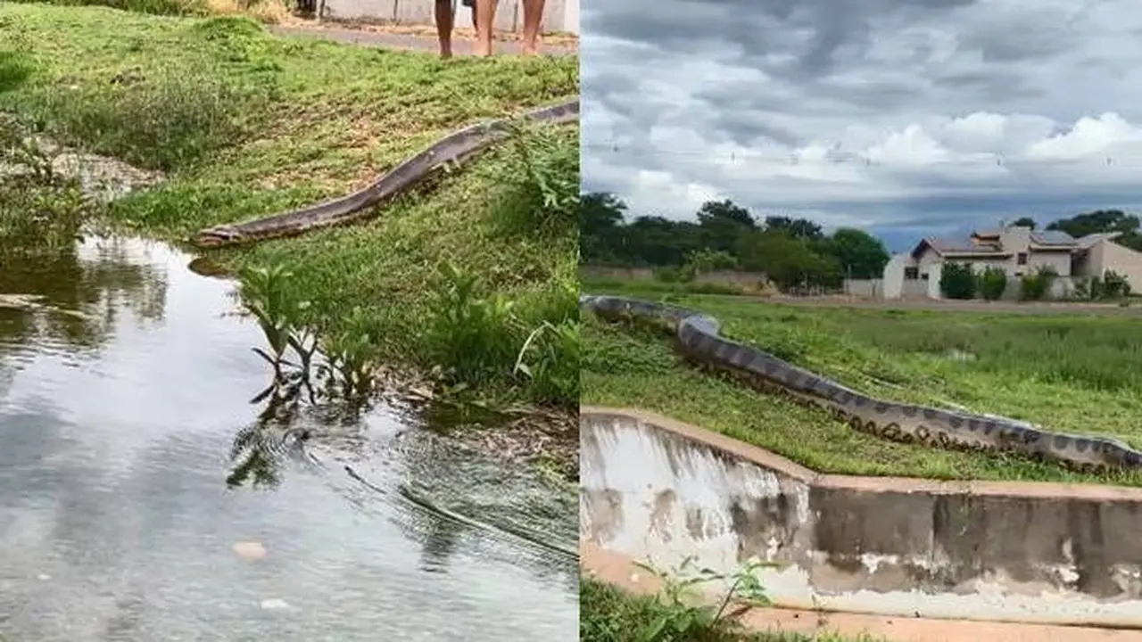 Viral Penampakan Ular Raksasa di Perumahan yang Disebut Numpang Lewat