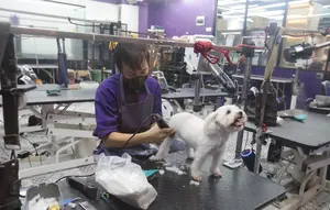 Dari Cukur Bulu hingga Mandi Mengintip Cuan Bisnis Pet Shop