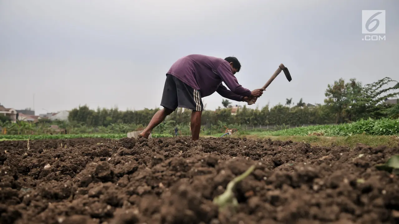Aktivitas Petani Sayuran di Ibu Kota Melawan Kemarau