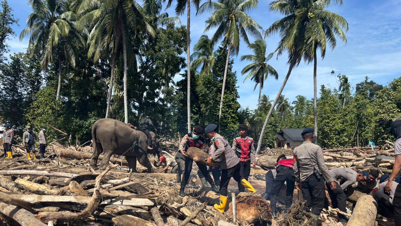 Gajah BKSDA Turun Tangan, Bantu Bersihkan Kayu dan Material Berat Terseret Arus Banjir Aceh