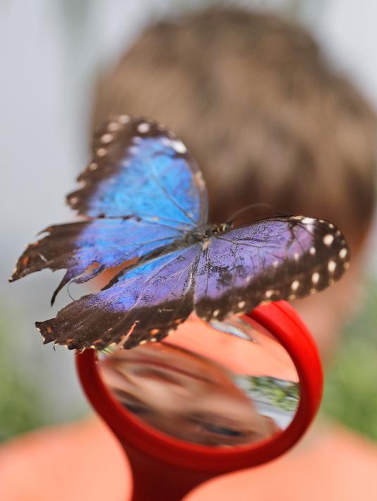 Seorang anak melihat kupu-kupu melalui kaca pembesar di Museum Sejarah Alam di London, Inggris (30/3). Ratusan kupu-kupu tropis dipamerkan dalam acara Sensasional Butterflies. (AP Photo / Frank Augstein)