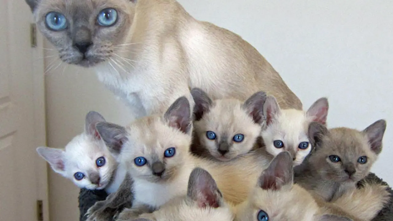 Anak Kucing Tiru Tingkah Induknya