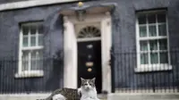 Kucing bernama Larry telah menemani Perdana Menteri Inggris di Downing Street selama 10 tahun. (Photo credit: Tolga Akmen/AFP/File )