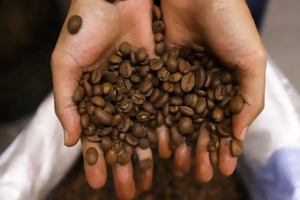 Biji Kopi. (foto: Pinterest/Jawapos).