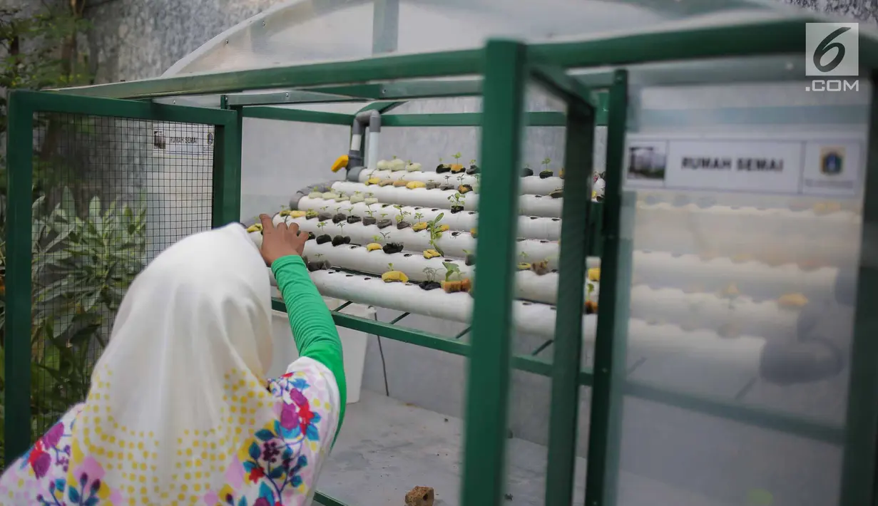 Petugas mengecek kondisi bibit bunga di Balkot Farm yang terletak di Balai Kota DKI Jakarta, Senin (16/9/2019). Dengan adanya Balkot Farm ini, diharapkan dapat mengajak para pengelola gedung yang ada di Jakarta untuk ikut ambil bagian menerapkan pertanian perkotaan. (Liputan6.com/Faizal Fanani)