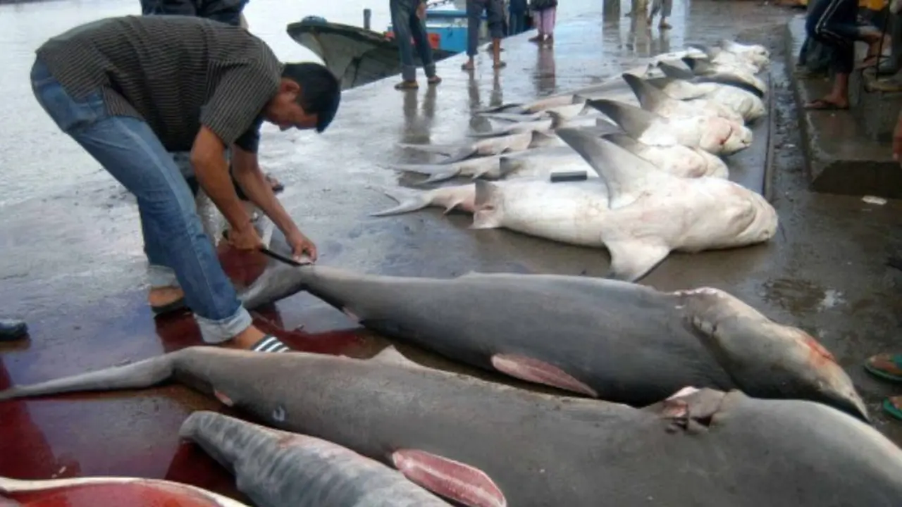 Ikan Hiu dan Hepatitis C