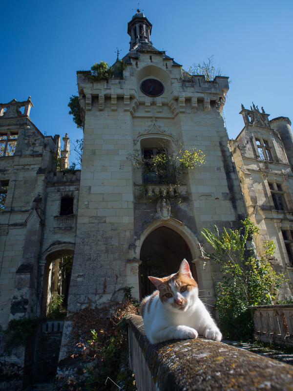 Seekor kucing berada di depan kastil La Mothe-Chandeniers yang rusak oleh vegetasi di Les Trois-Moutiers, Prancis, 8 Oktober 2018. Kastil yang dibangun pada abad 13 ini kondisinya sangat memprihatinkan karena tak pernah terurus. (GUILLAUME SOUVENT/AFP)