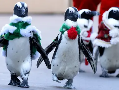 Segerombolan penguin Afrika berkeliling taman rekreasi Hakkeijima Sea Paradise dengan dandanan layaknya Santa Claus, di Yokohama, Tokyo, 5 Desember 2017. Penguin-penguin itu berjalan beriringan dengan gaya yang lucu. (Toru YAMANAKA/AFP)