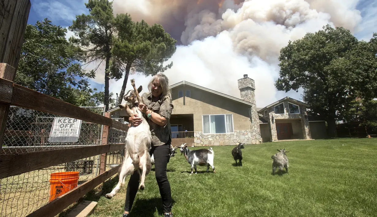 Warga membawa kambingnya saat dievakuasi akibat kebakaran yang disebut Apple Fire di dekatnya di Cherry Valley, California (1/8/2020). Sebanyak 7.800 warga dievakuasi  akibat kebakaran hutan yang menghanguskan sekitar 4.000 hektar lahan pada akhir pekan kemarin. (AP Photo/Ringo H.W. Chiu)