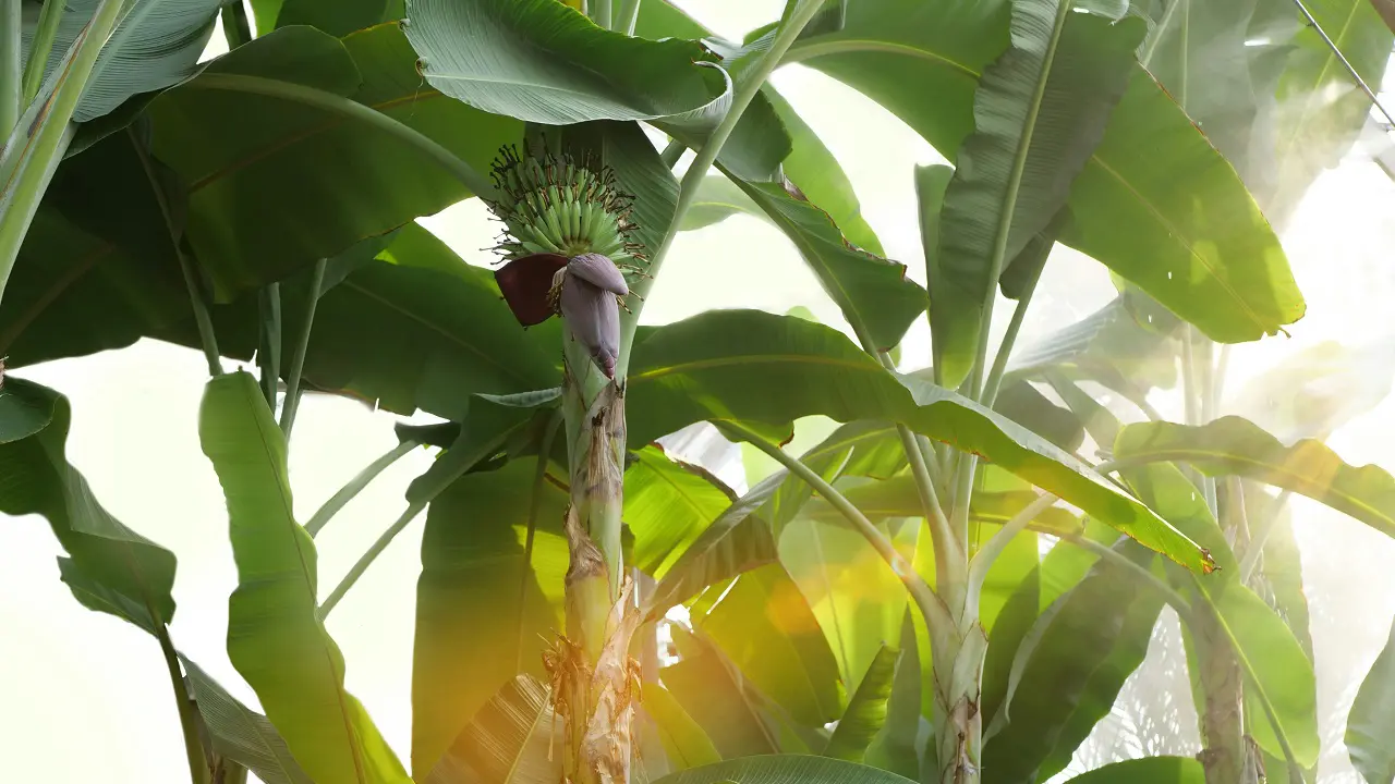 Jantung Pisang