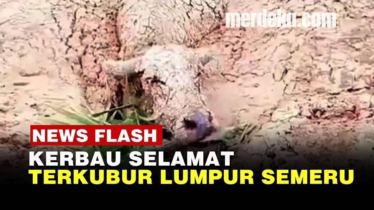 VIDEO: DRAMATIS! Kerbau dan Kucing Selamat Diterjang Lumpur Erupsi Gunung Semeru