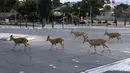 Nubian ibexes, sejenis kambing gurun, berkeliaran di jalanan selama ockdown di Kota Mitzpe Ramon, Israel (4/2/2021). Israel lagi-lagi menerapkan lockdown ketika lonjakan kasus baru virus corona Covid-19 kembali terjadi. (AFP/ Menahem Kahana)