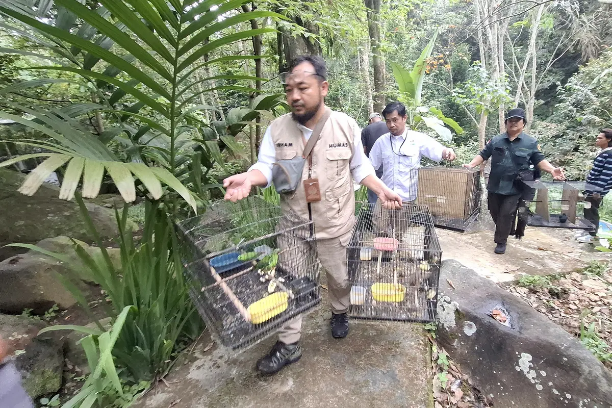 Modus Baru Penyelundupan Satwa Asal Pekanbaru ke Pulau Jawa Terbongkar di Lampung, 807 Burung Disembunyikan di Sasis Kendaraan Truk Ekspedisi