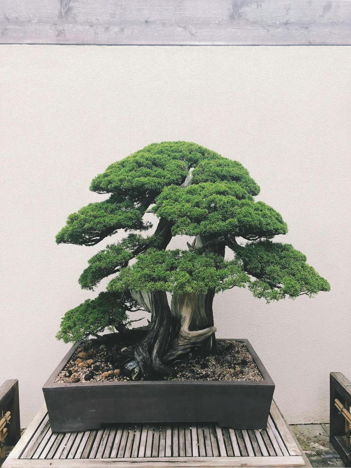 Pohon Bonsai