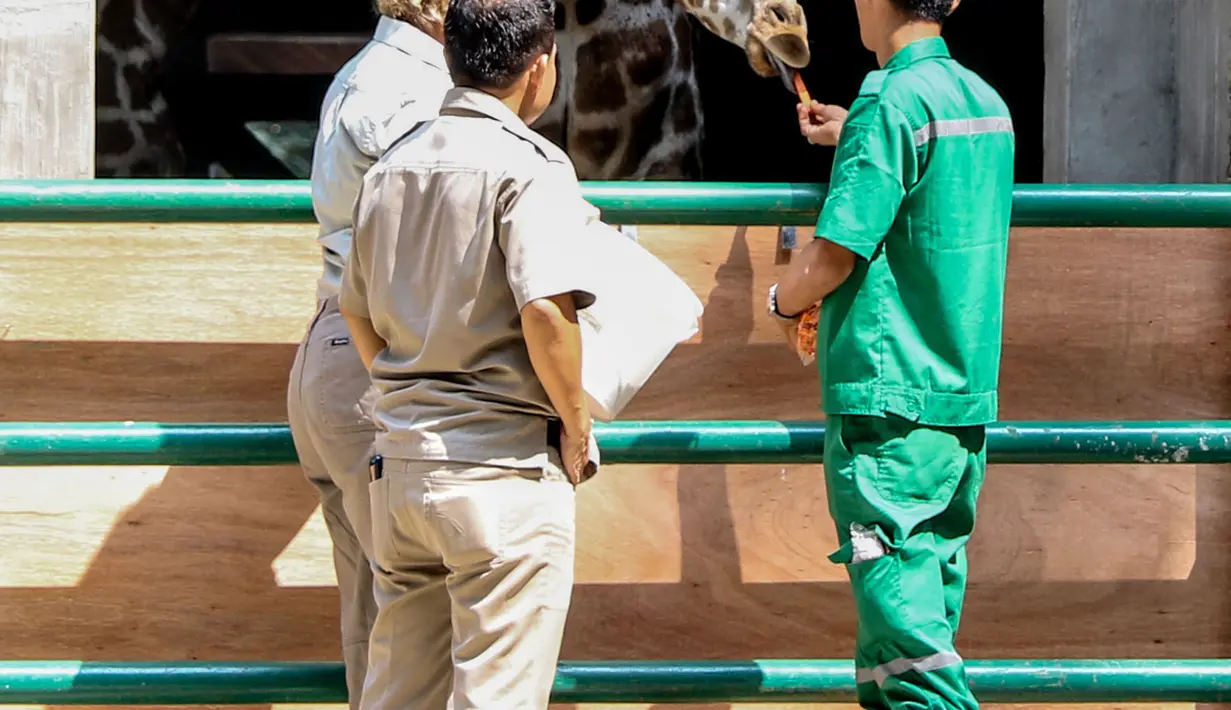 Petugas Taronga Zo dan petugas Ragunan memberikan makan ke dua jerapah baru asal Australia, Jakarta, Selasa (18/8/2015). Ragunan kini memiliki sepasang Jerapah hasil hibah dari Kebun Binatang Taronga Zoo, Sidney, Australia. (Liputan6.com/Yoppy Renato)