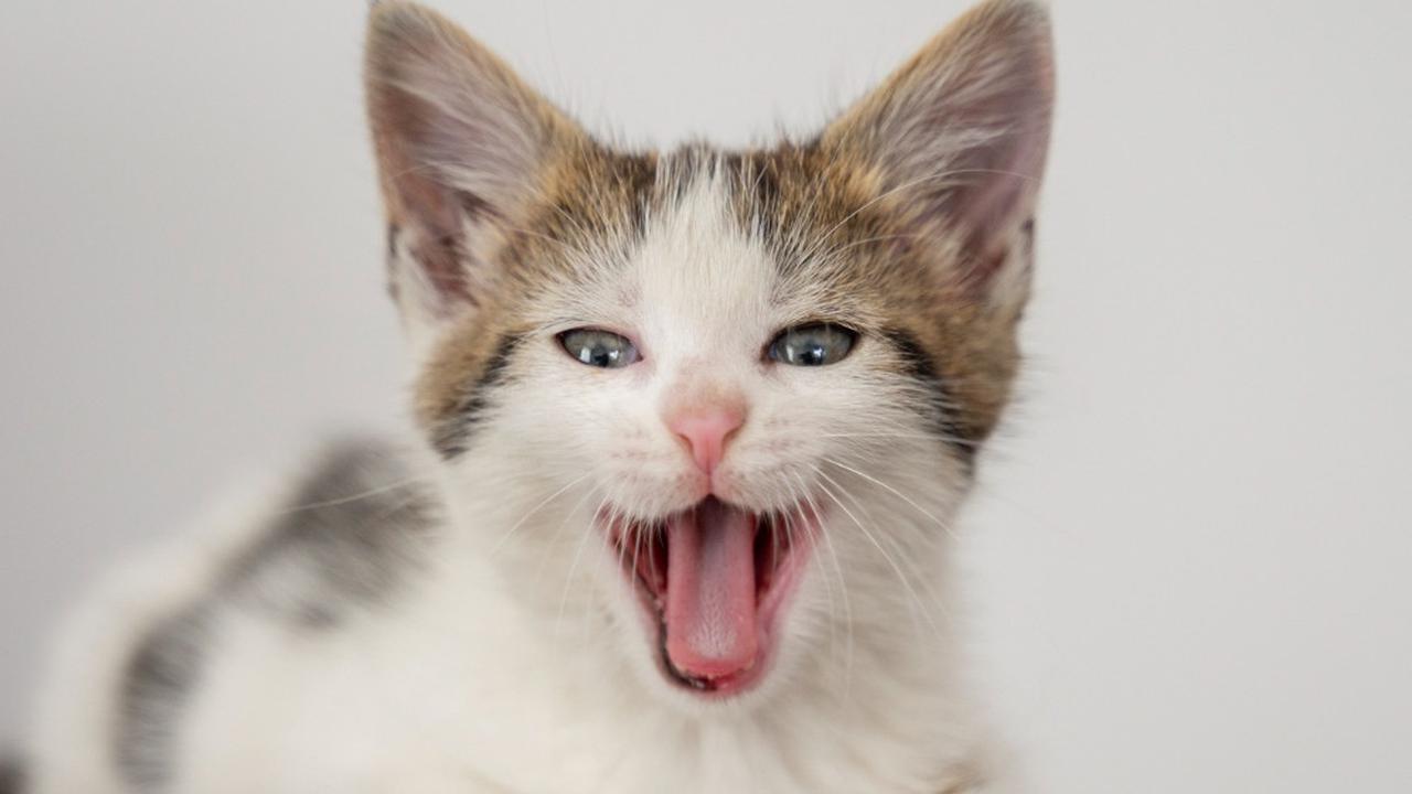 Ilustrasi Bahasa Tubuh Kucing