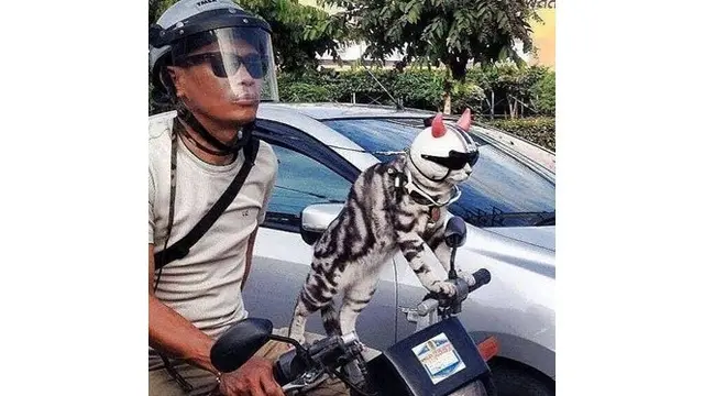 6 Foto Kucing Berdandan Ini Kocak, Bikin Geleng Kepala