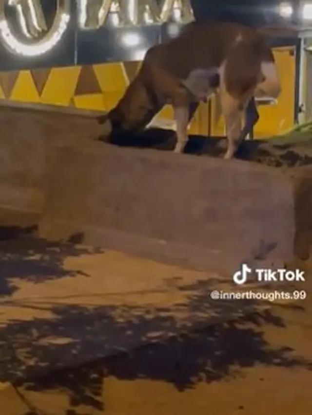Viral Momen Haru Anjing Kuburkan Kucing yang Tertabrak Mobil, Bikin Netizen Terenyuh