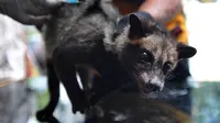 Baru 9 Kabupaten/Kota di Jabar yang Bebas Rabies