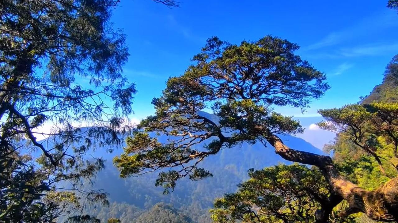 Pohon Bonsai Terlarang bagi Pendaki