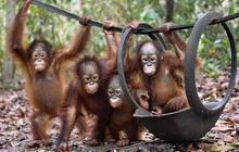 Menengok bayi orang utan selamat dari kebakaran hutan Palangkaraya