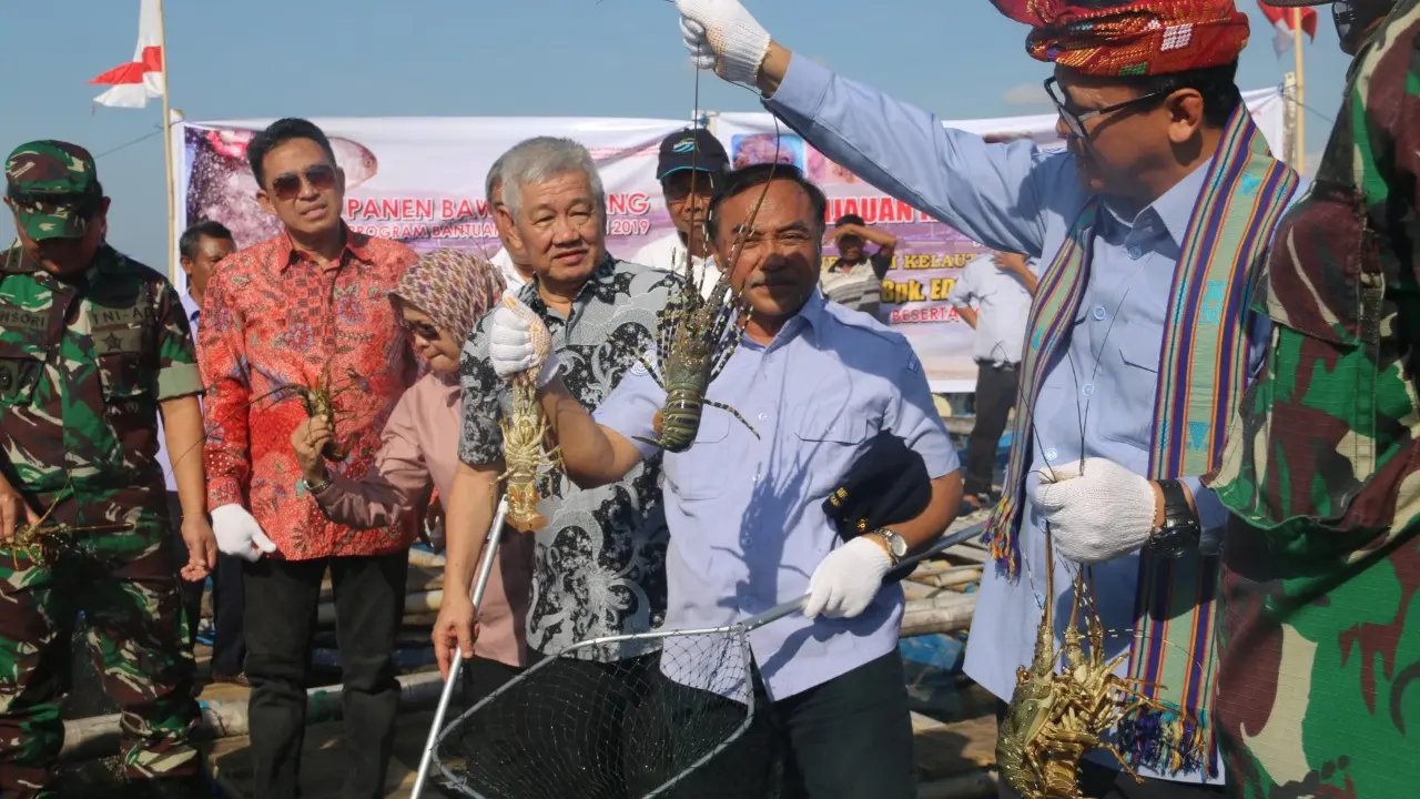 KKP terus kembangkan budidaya lobster dalam negeri