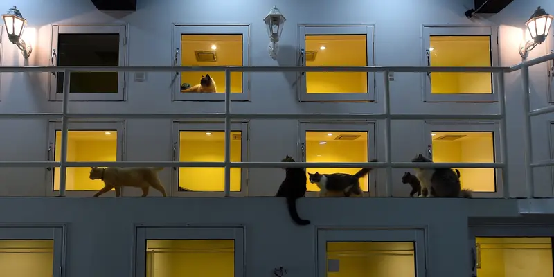 Hotel Bintang Lima untuk Kucing