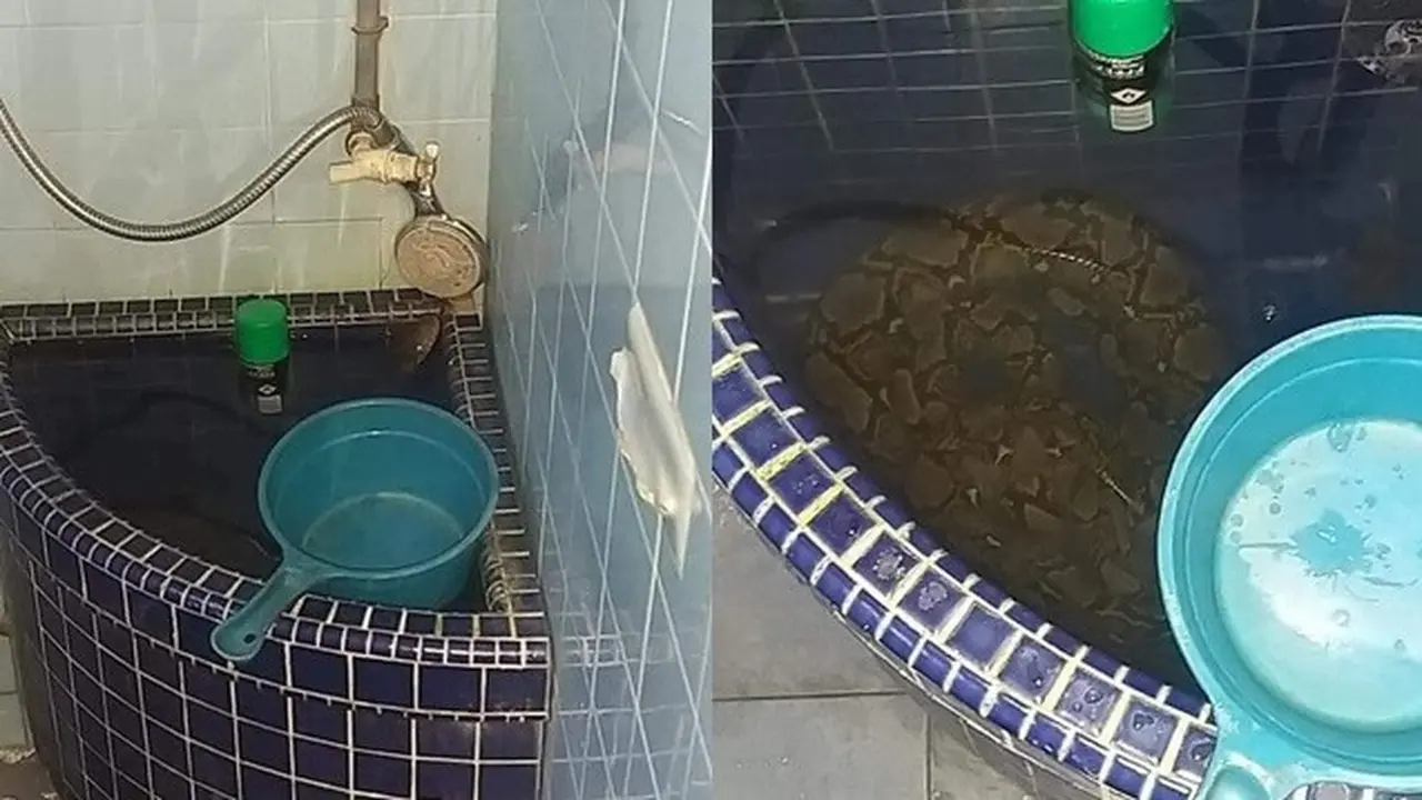 Viral Penampakan Ular Piton di Dalam Bak Kamar Mandi, Bikin Merinding