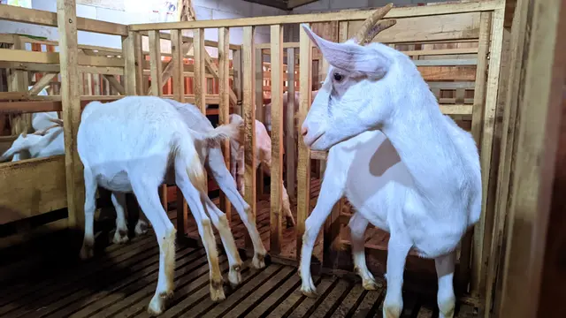 kambing sapera 3