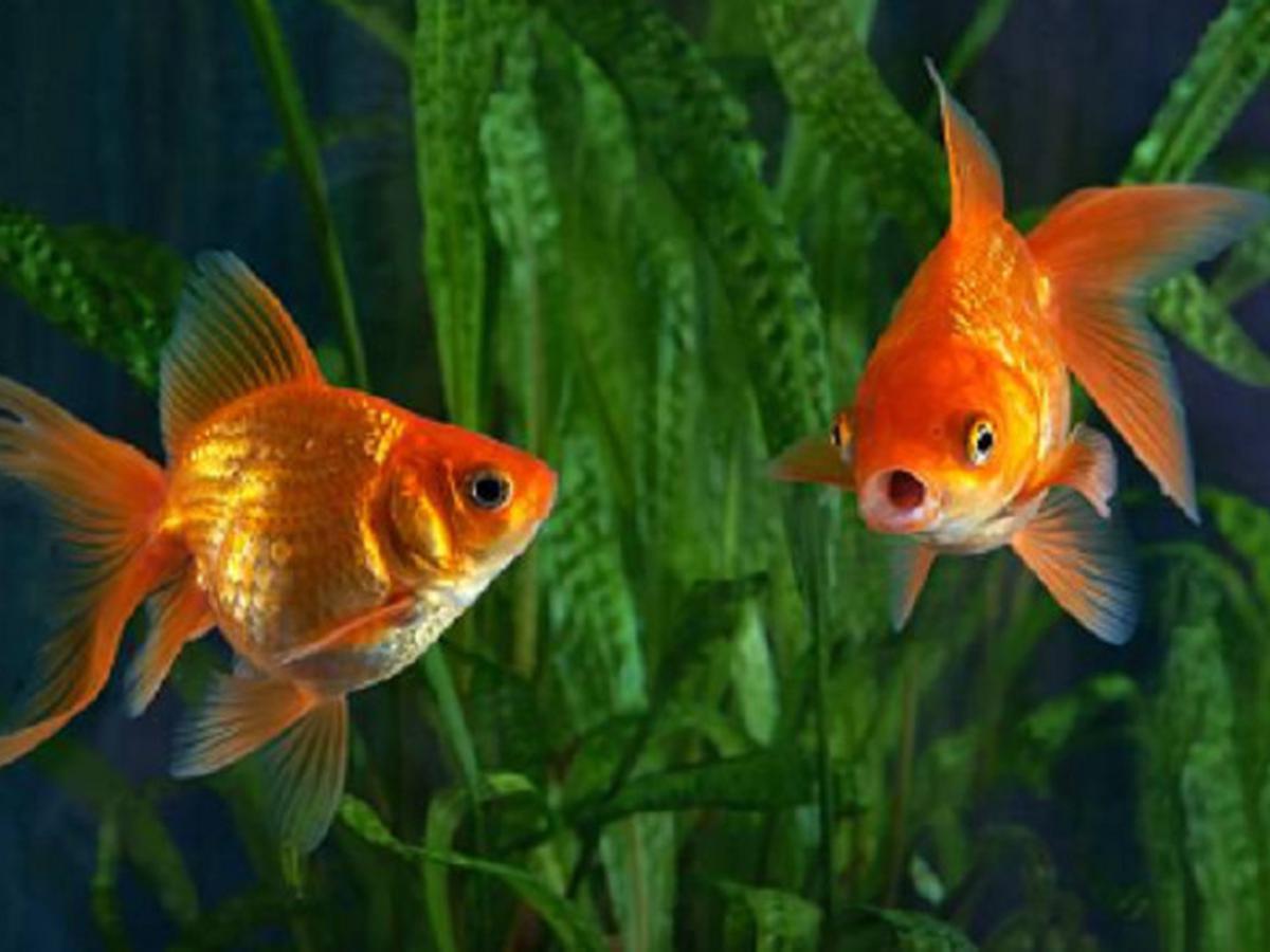 105 Makanan Ikan Mas Koki Yang Tidak Bikin Keruh Aquarium Gratis Terbaik