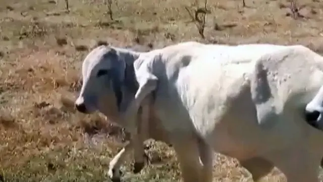 Sapi Punya Lima Kaki