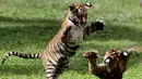 Dua dari empat anak harimau Bengal yang lahir di Guadalajara Zoo, negara bagian Jalisco, Meksiko terlihat di kebun binatang pada 5 Oktober 2021. Empat anak harimau itu lahir pada 3 Juli lalu dari Albert dan Chitara, harimau bengal di kebun binatang tersebut. (LISES RUIZ / AFP)