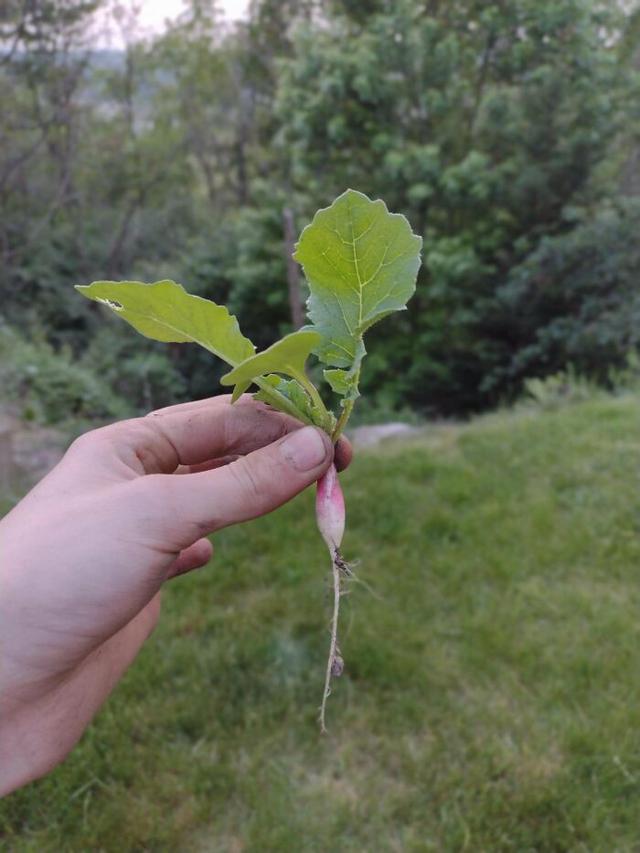 Hasil Berkebun Tak Sesuai Ekspektasi