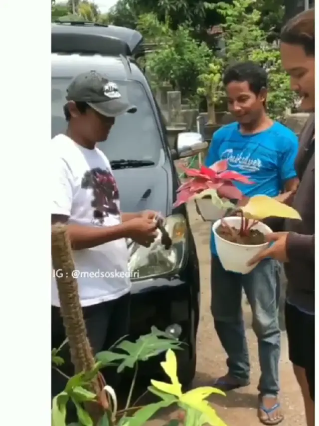 barter mobil dengan tanaman hias