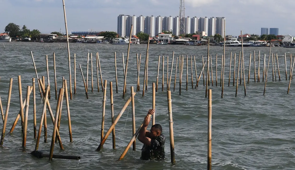 Saat ini pembongkaran masih dilakukan secara manual dengan cara mencabut terlebih dulu kain dan pengait di atas bambu tersebut. (merdeka.com/Arie Basuki)