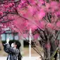 Seorang wanita mengenakan masker melewati pohon sakura di taman Ueno, Tokyo, Jepang (12/3/2020).  Di tengah kekhawatiran akan penyebaran virus corona COVID-19, Gubernur Tokyo Yuriko Koike menghimbau warga menghindari kerumunan saat pesta tradisional "hanami". (AFP/Philip Fong)