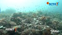 Sudah 2 minggu lebih tim peneliti mengeksplorasi keindahan laut Raja Ampat di Papua Barat. Monitoring inipun tak lupa melibatkan masyarakat setempat. Lantas, bagaimana hasil dari pemantauan kondisi terumbu karang, ikan, dan juga air laut di sana ? Sa...