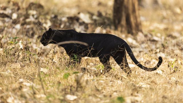 Ilustrasi macan kumbang