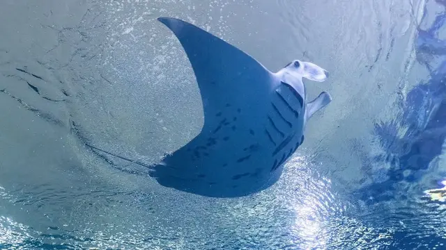 Tiket Singapore Oceanarium Dijual Mulai 24 Juli 2025, Ajak Anak Liburan Menyaksikkan Atraksi Dunia Bawah Laut. (Dok:IG @singaporeoceanarium https://www.instagram.com/p/DLgq1FVMx8l/?img_index=1&igsh=MWNqYTR3c2pzNG8zNw%3D%3D)
