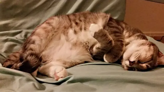 5 Tingkah Kucing Ini Ternyata Bentuk Caper Kepada Pemilik