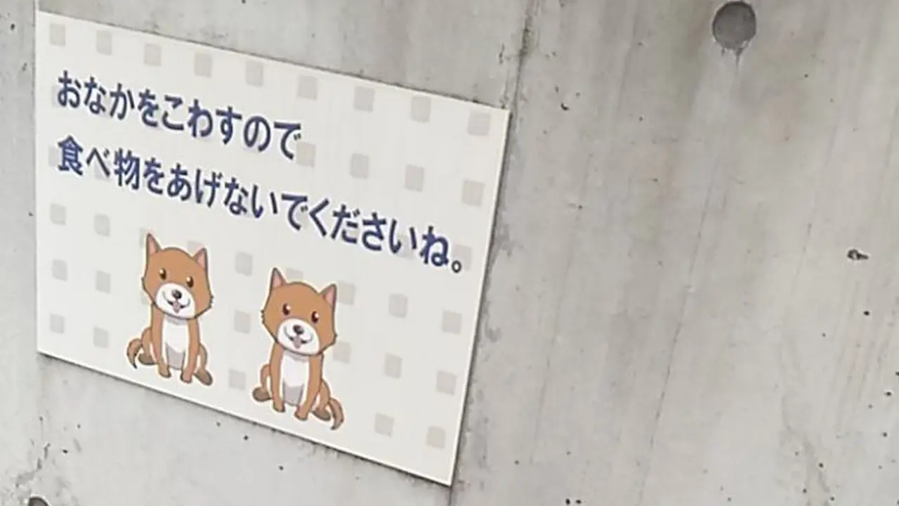 [Bintang] Shiba