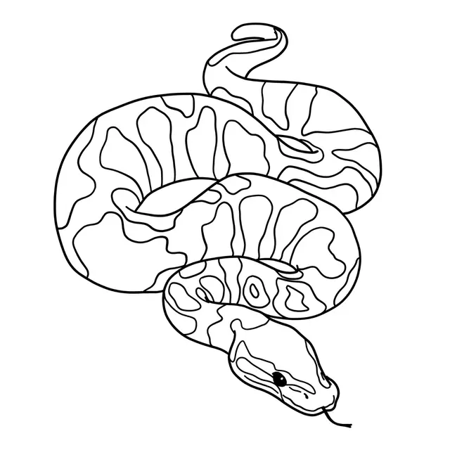 Snake Drawing