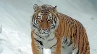 How to Draw a Tiger: 3 Different Ways
